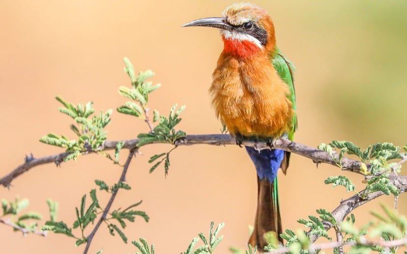 Birding Safaris at &Beyond Phinda Private Game Reserve